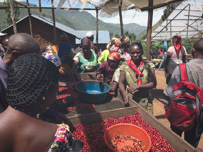 What is Bio-Certified organic coffee?