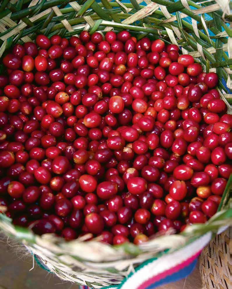 De la cueillette à la transformation : explorez les secrets de la transformation du grain de café