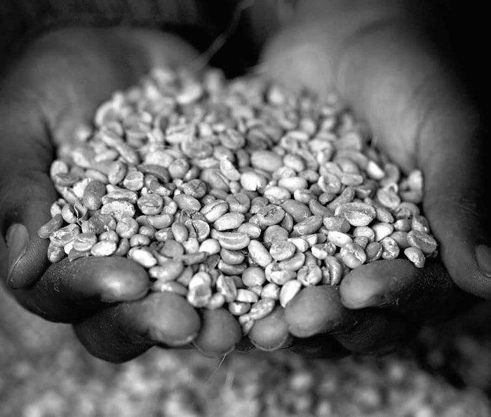 Arabica coffee beans