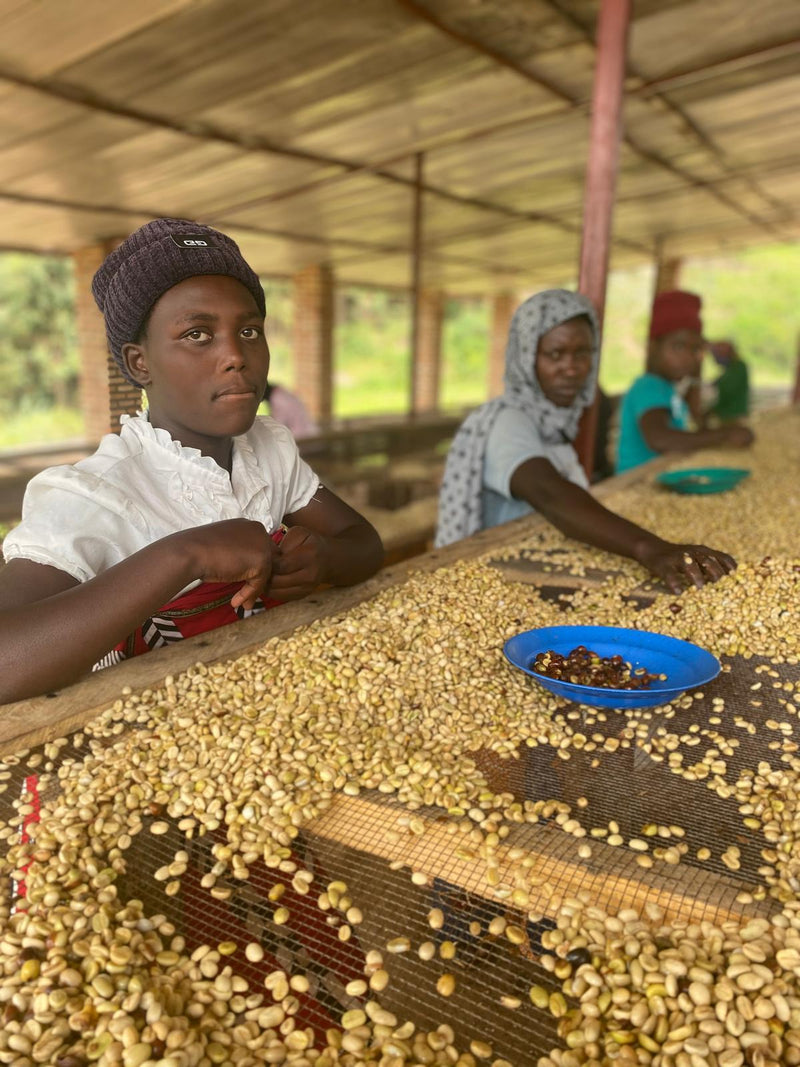 ALL ABOUT GUESS WHO'S BACK - Seasonal blend for espresso