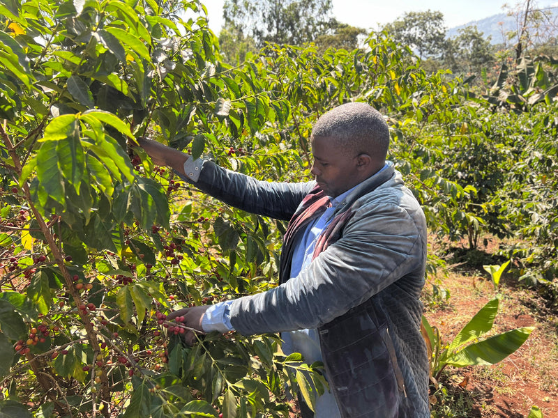 ALL ABOUT ETHIOPIA – Teshale Heurioso for Espresso