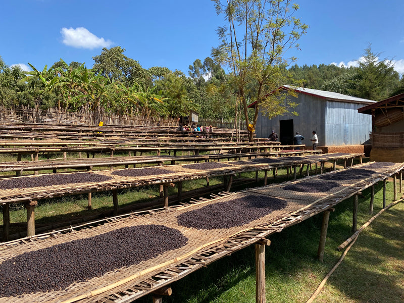 ALL ABOUT ETHIOPIA – Ayele Tulu for Filter