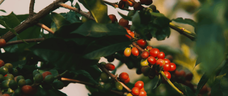 Hoe het geroosterd wordt: