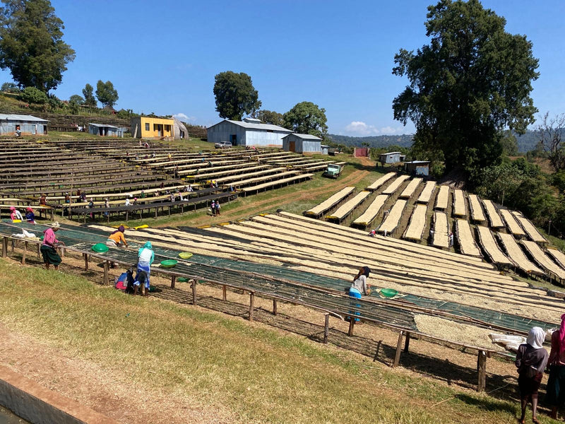ALL ABOUT ETHIOPIA – Walichu Wachu for Filter