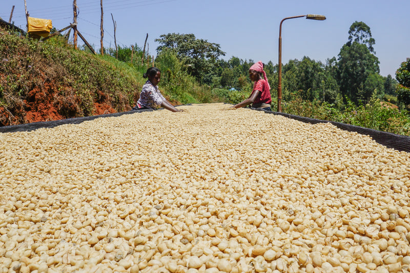 ALLES OVER KENIA – Gatomboya AB voor Filter